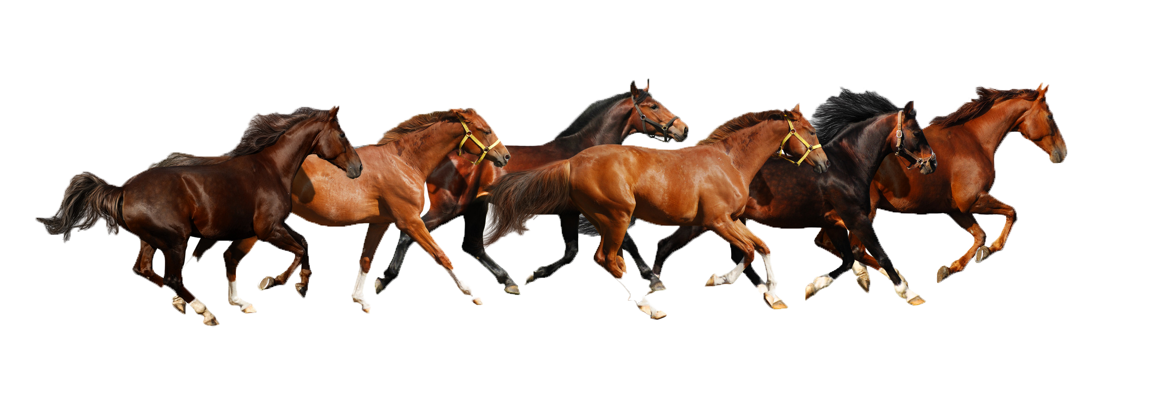 Mare Horse Haflinger Miniature Foal Paint American Transparent PNG Image