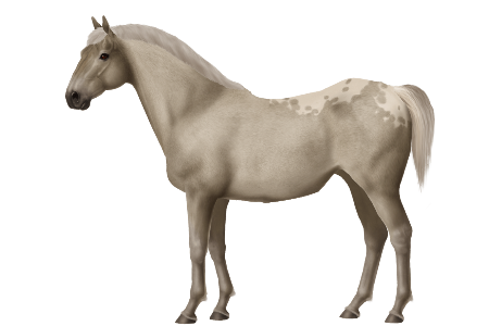 Mare Horse American Morgan Mustang Quarter Transparent PNG Image