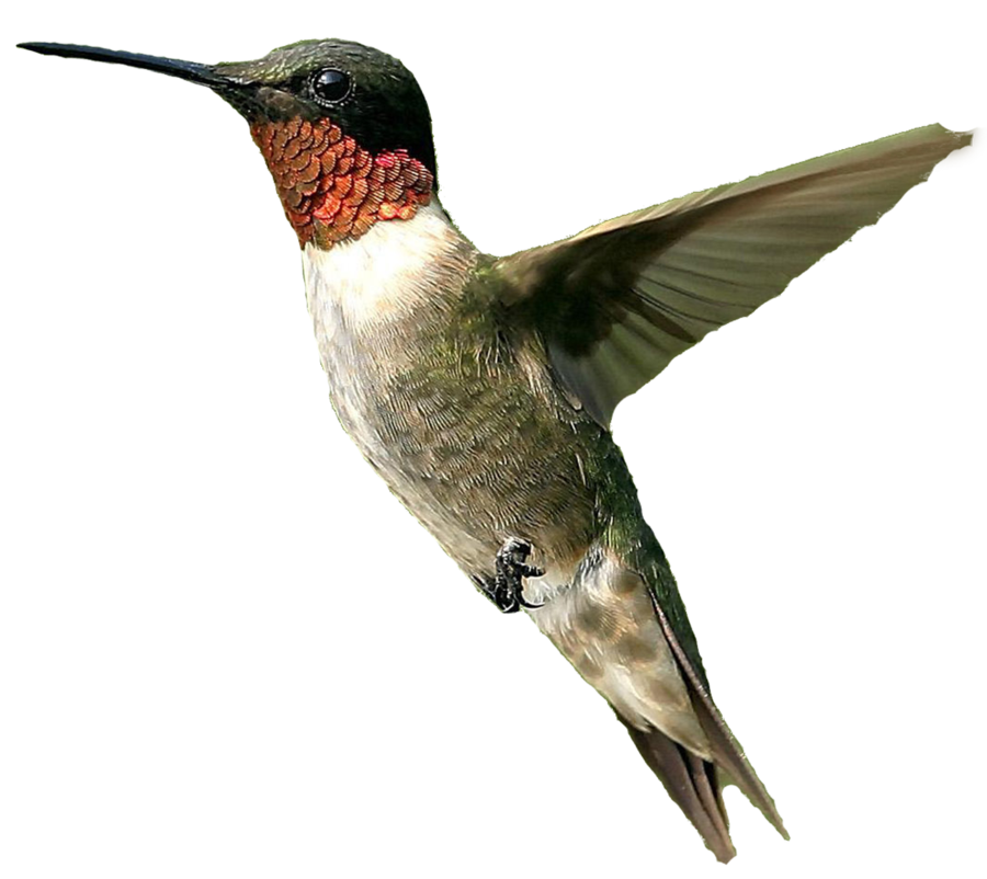 Hummingbird Png File Transparent PNG Image