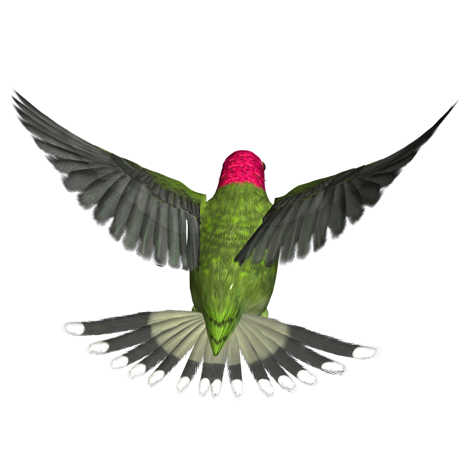 Hummingbird Png Hd Transparent PNG Image