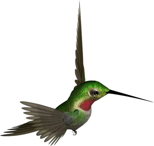 Flying Colorful Hummingbird PNG Free Photo Transparent PNG Image