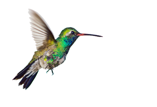 Flying Colorful Hummingbird Free PNG HQ Transparent PNG Image