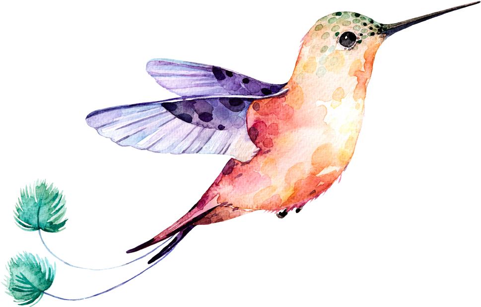 Watercolor Flower Hummingbird Download Free Image Transparent PNG Image