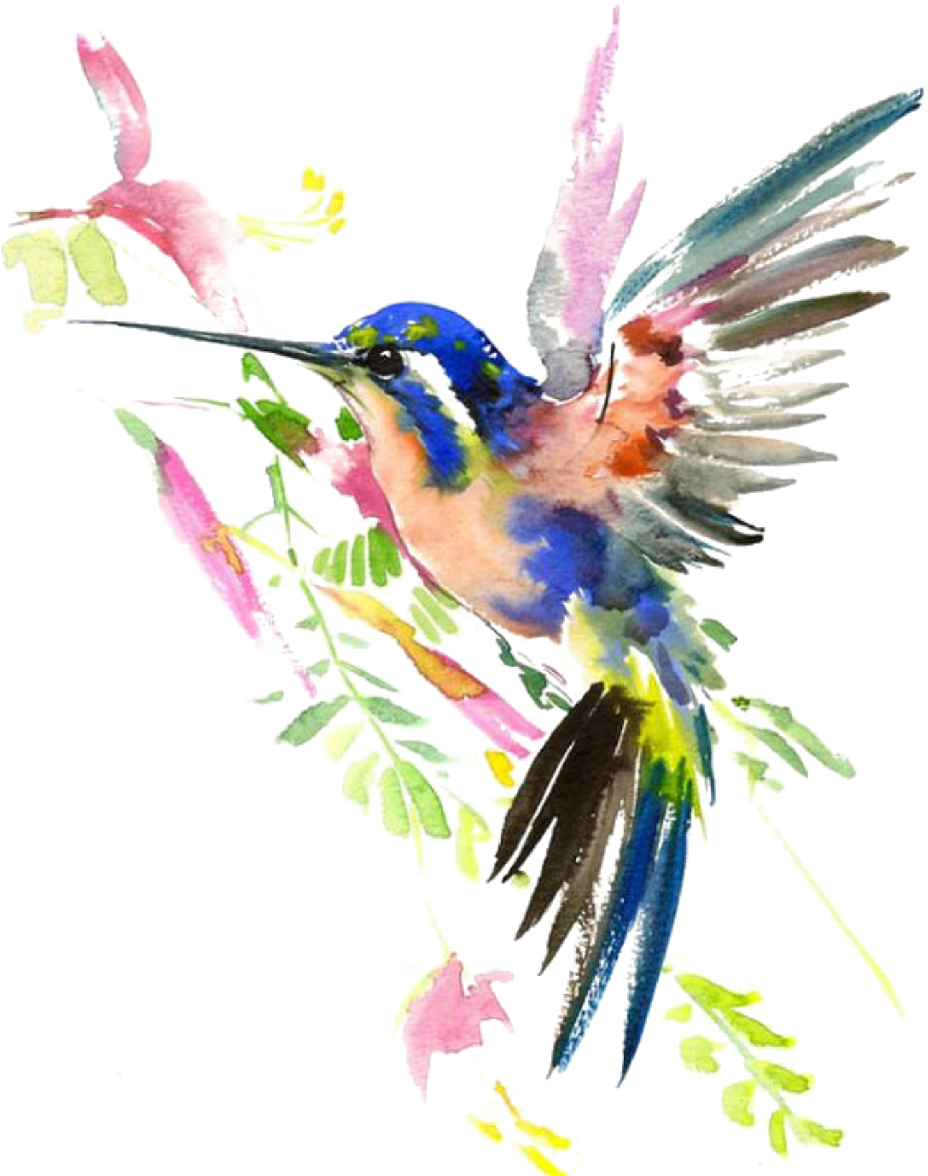 Watercolor Flower Hummingbird Free HD Image Transparent PNG Image