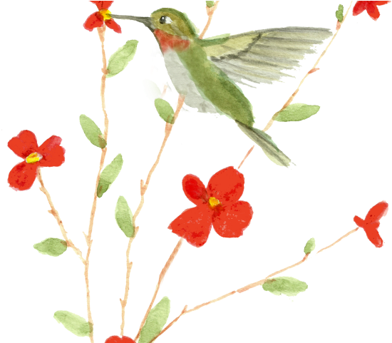 Watercolor Flower Hummingbird HQ Image Free Transparent PNG Image