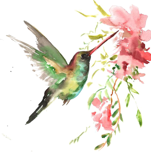 Watercolor Flower Hummingbird Free HD Image Transparent PNG Image