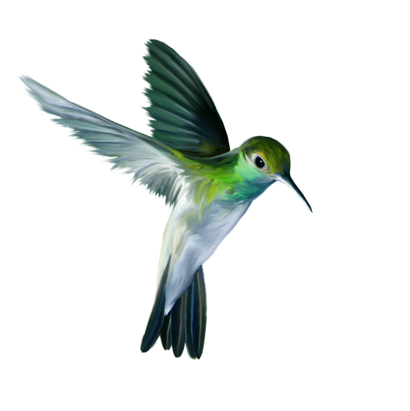 Flying Hummingbird Free HQ Image Transparent PNG Image