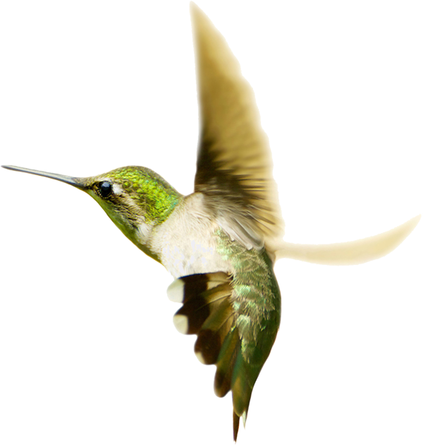 Flying Hummingbird Free Download PNG HD Transparent PNG Image