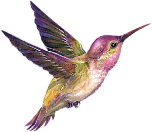 Flying Hummingbird HQ Image Free Transparent PNG Image