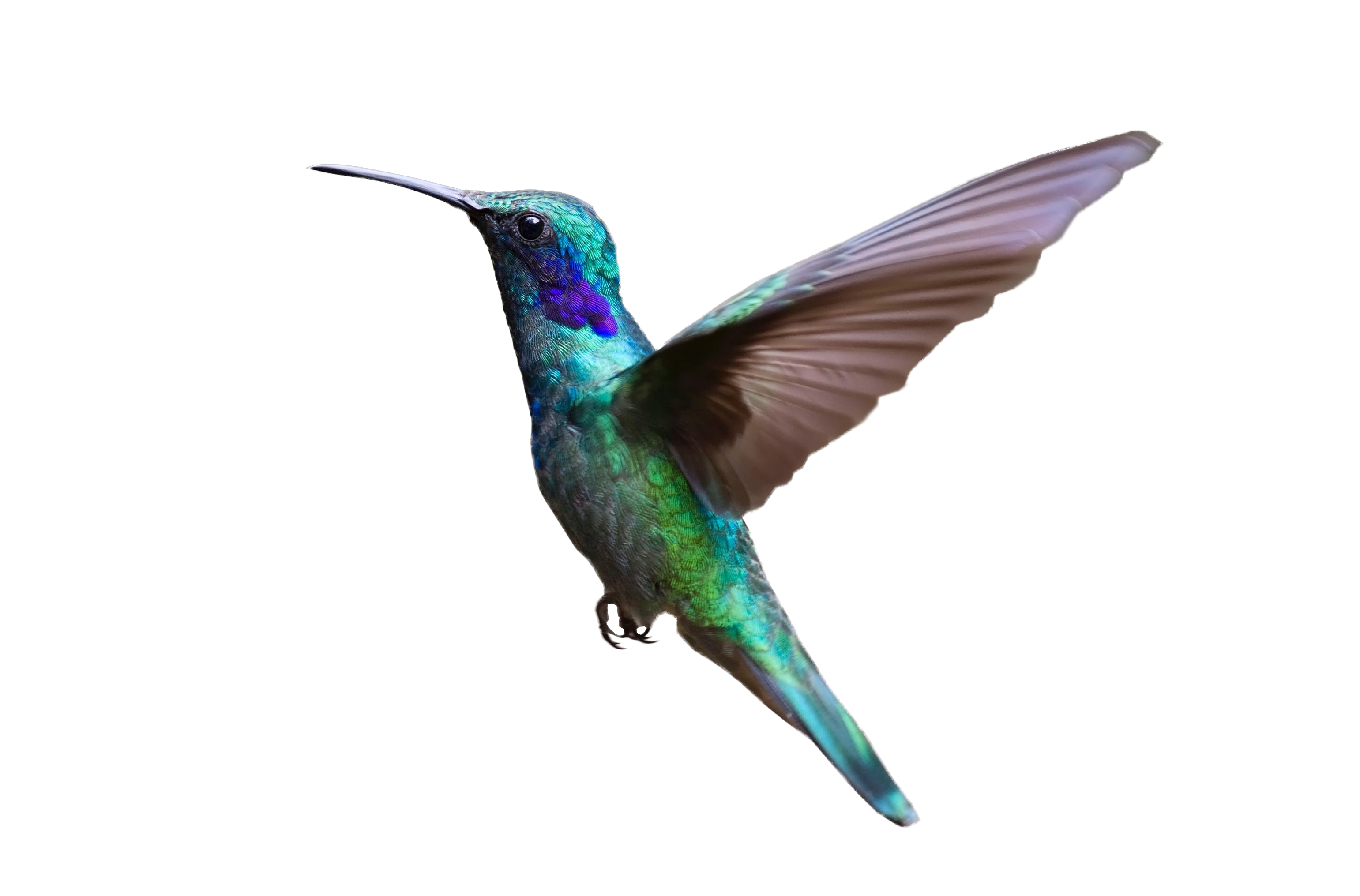 Flying Hummingbird Download HQ Transparent PNG Image