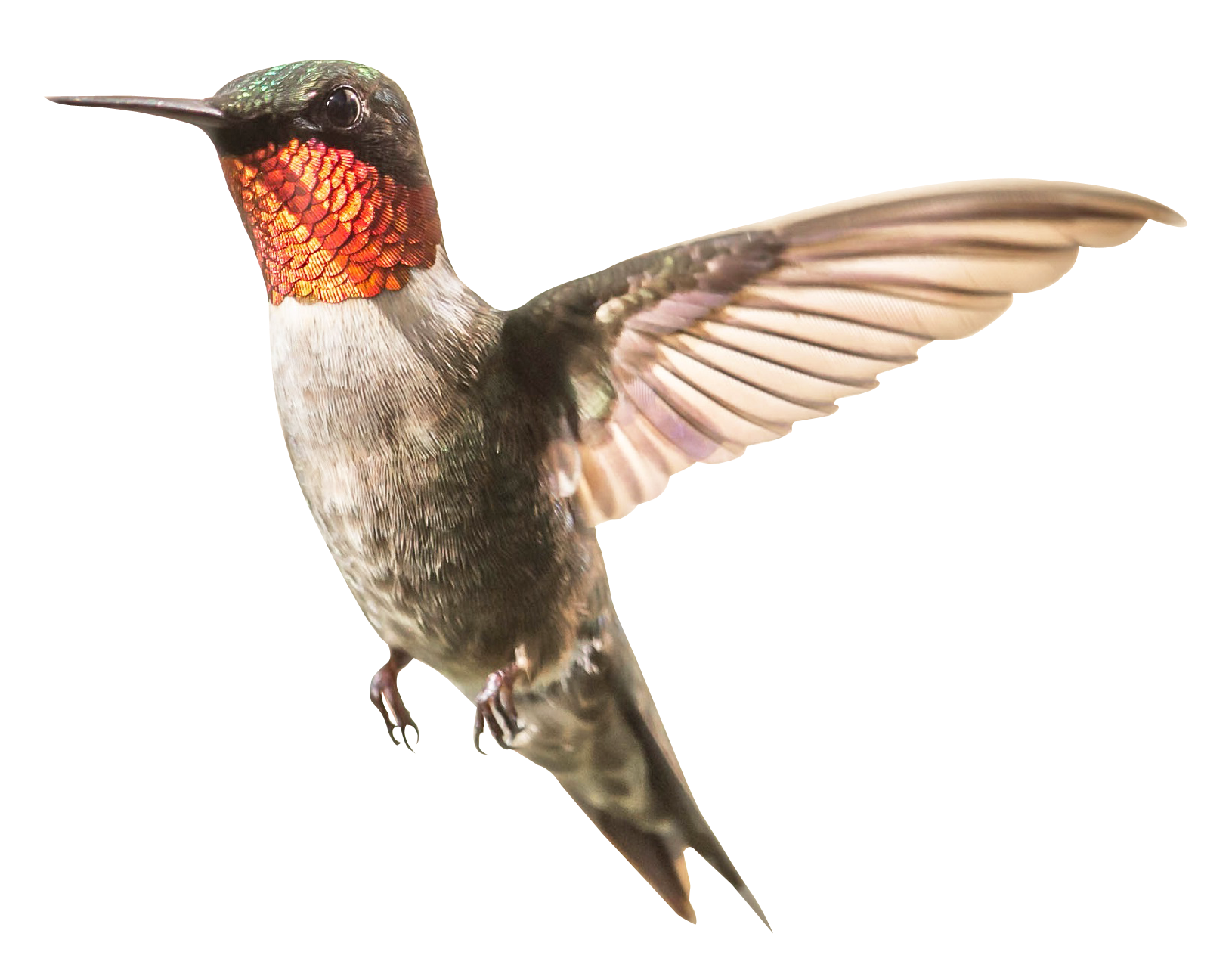 Flying Hummingbird Free Download PNG HQ Transparent PNG Image