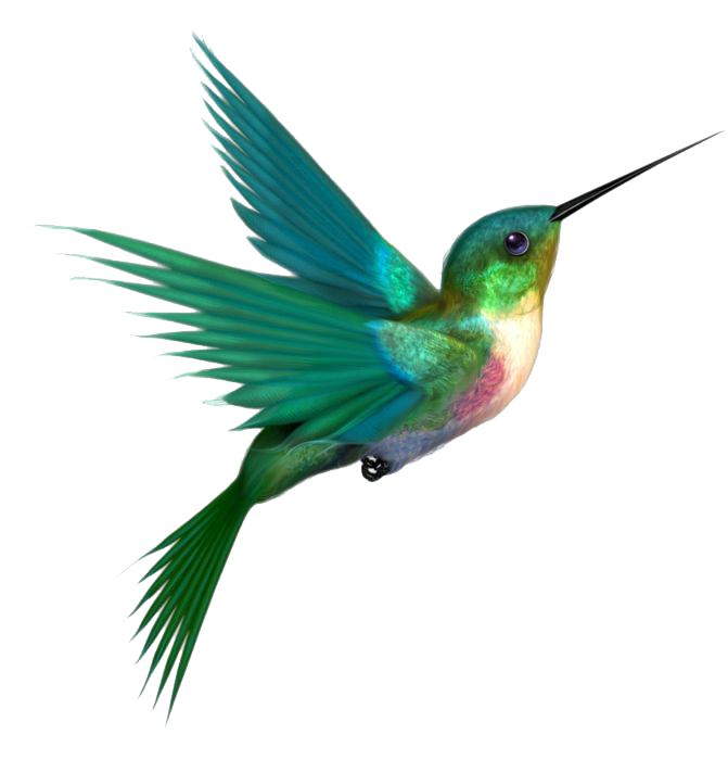 Watercolor Flying Hummingbird HD Image Free Transparent PNG Image