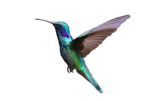 Watercolor Flying Hummingbird Free Transparent Image HD Transparent PNG Image