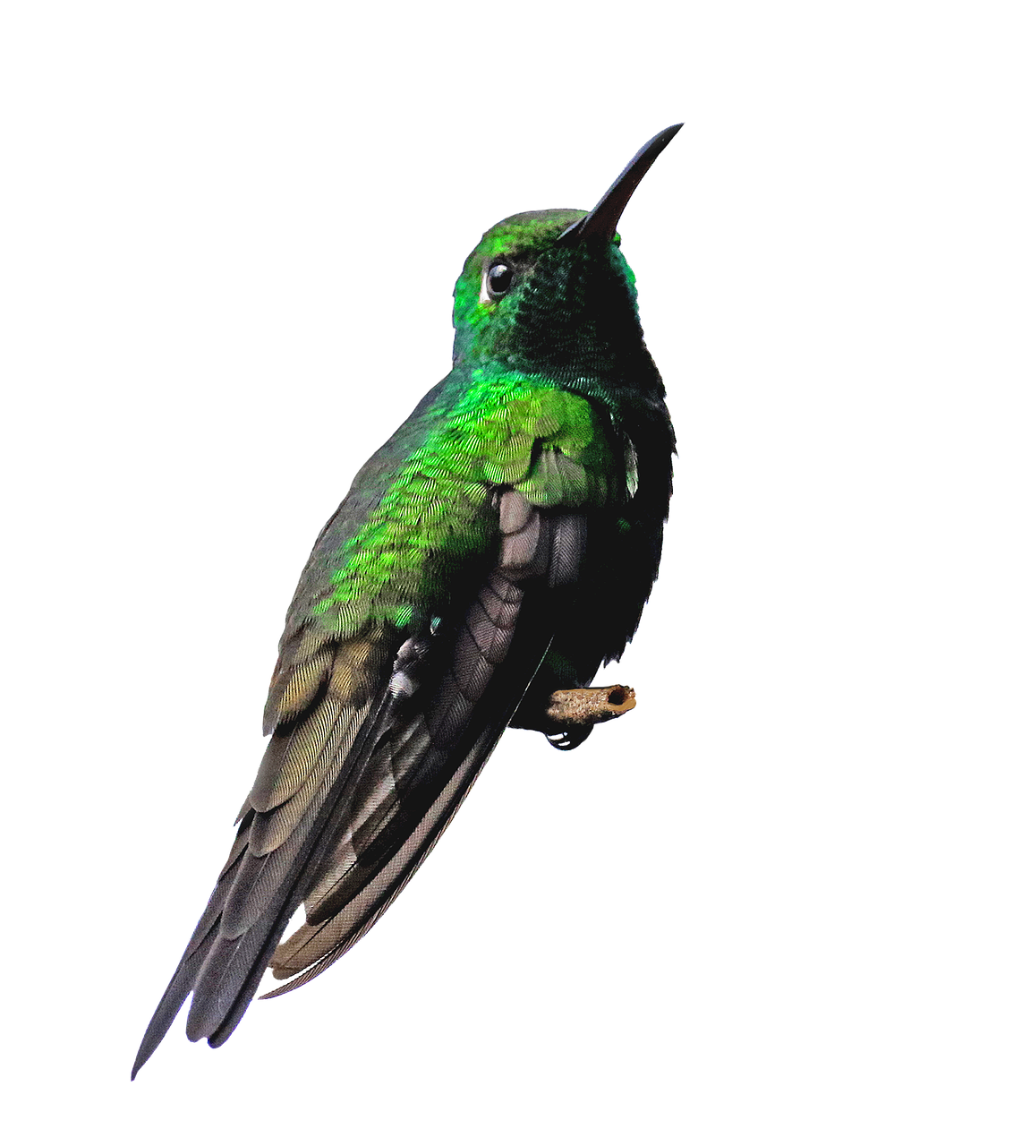 Real Flying Hummingbird PNG Download Free Transparent PNG Image