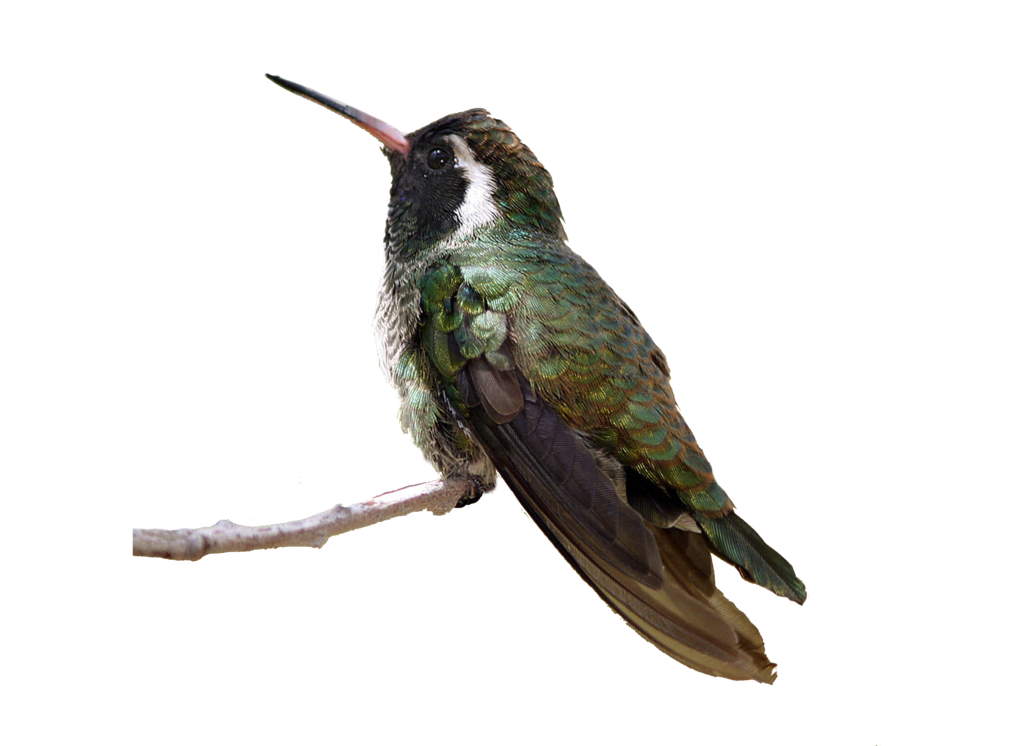 Real Flying Hummingbird Free Download PNG HQ Transparent PNG Image