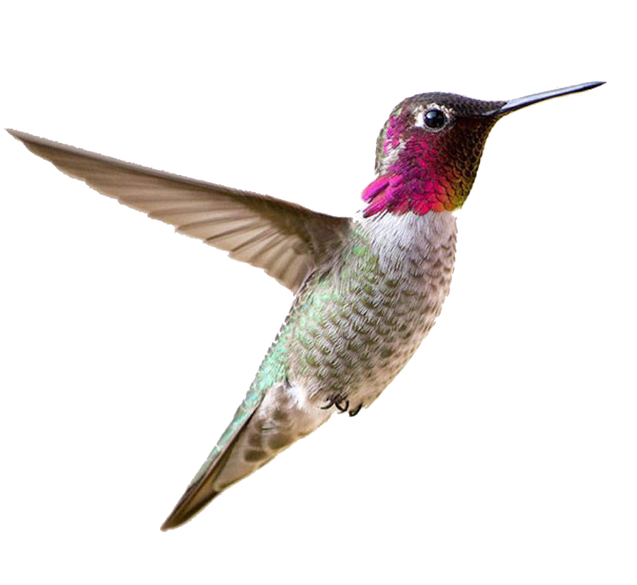 Real Flying Hummingbird Free Transparent Image HQ Transparent PNG Image