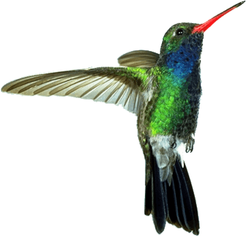 Real Photos Flying Hummingbird Free Download PNG HD Transparent PNG Image