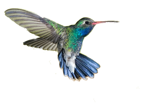 Real Flying Hummingbird Free PNG HQ Transparent PNG Image