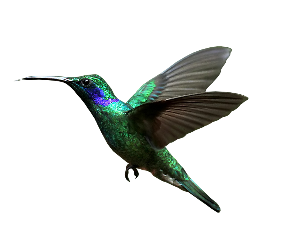 Real Flying Hummingbird Free Download PNG HQ Transparent PNG Image