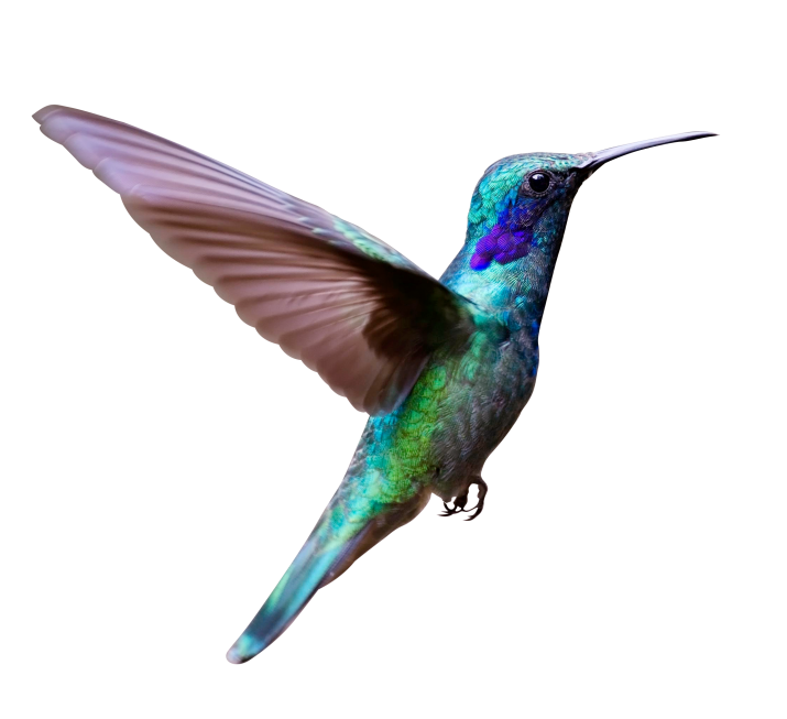 Turquoise Flying Hummingbird Free PNG HQ Transparent PNG Image