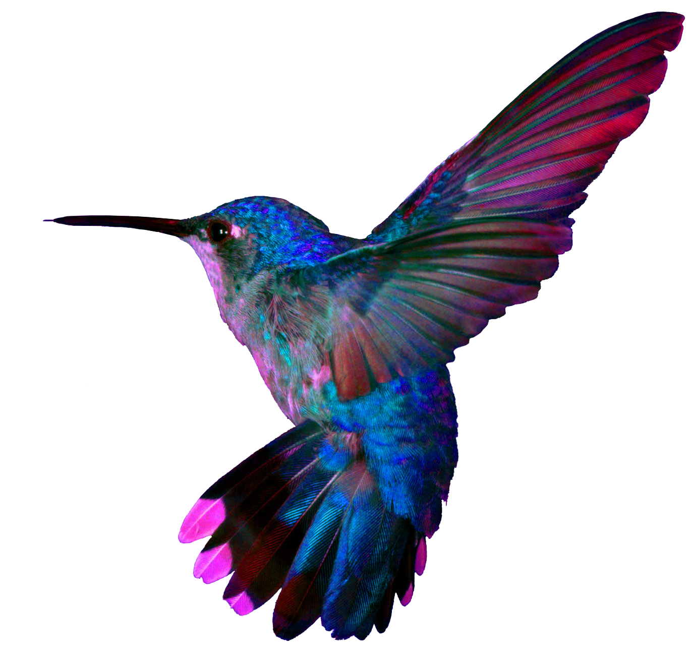 Turquoise Flying Hummingbird PNG Download Free Transparent PNG Image