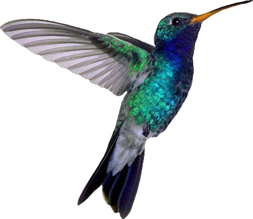 Turquoise Flying Hummingbird Download HQ Transparent PNG Image