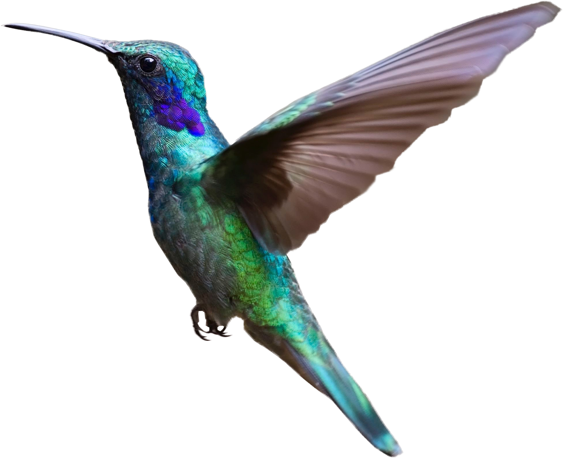 Photos Turquoise Flying Hummingbird PNG Image High Quality Transparent PNG Image