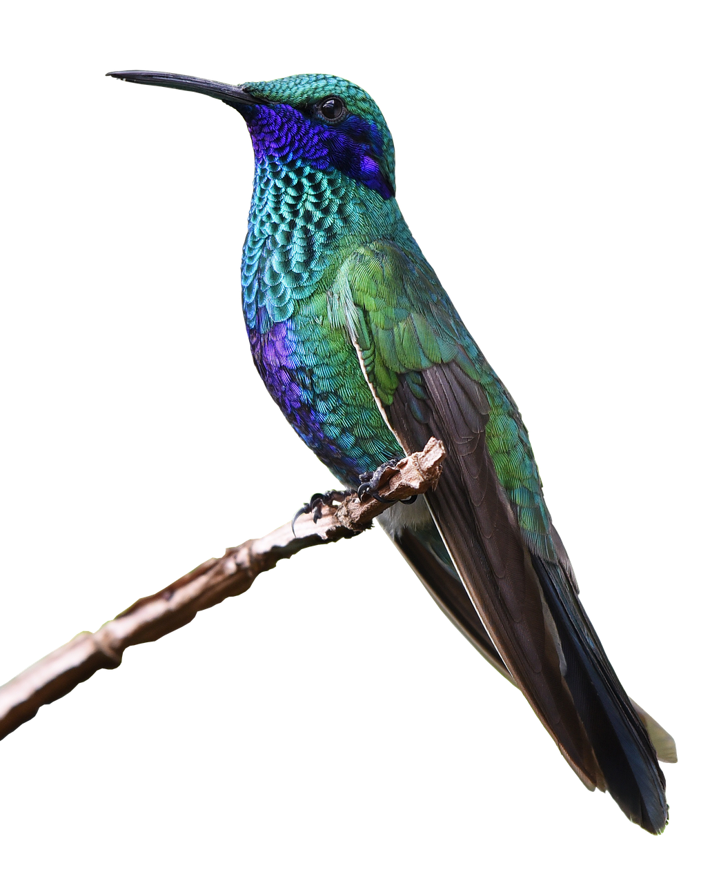 Turquoise Flying Hummingbird Free Clipart HQ Transparent PNG Image