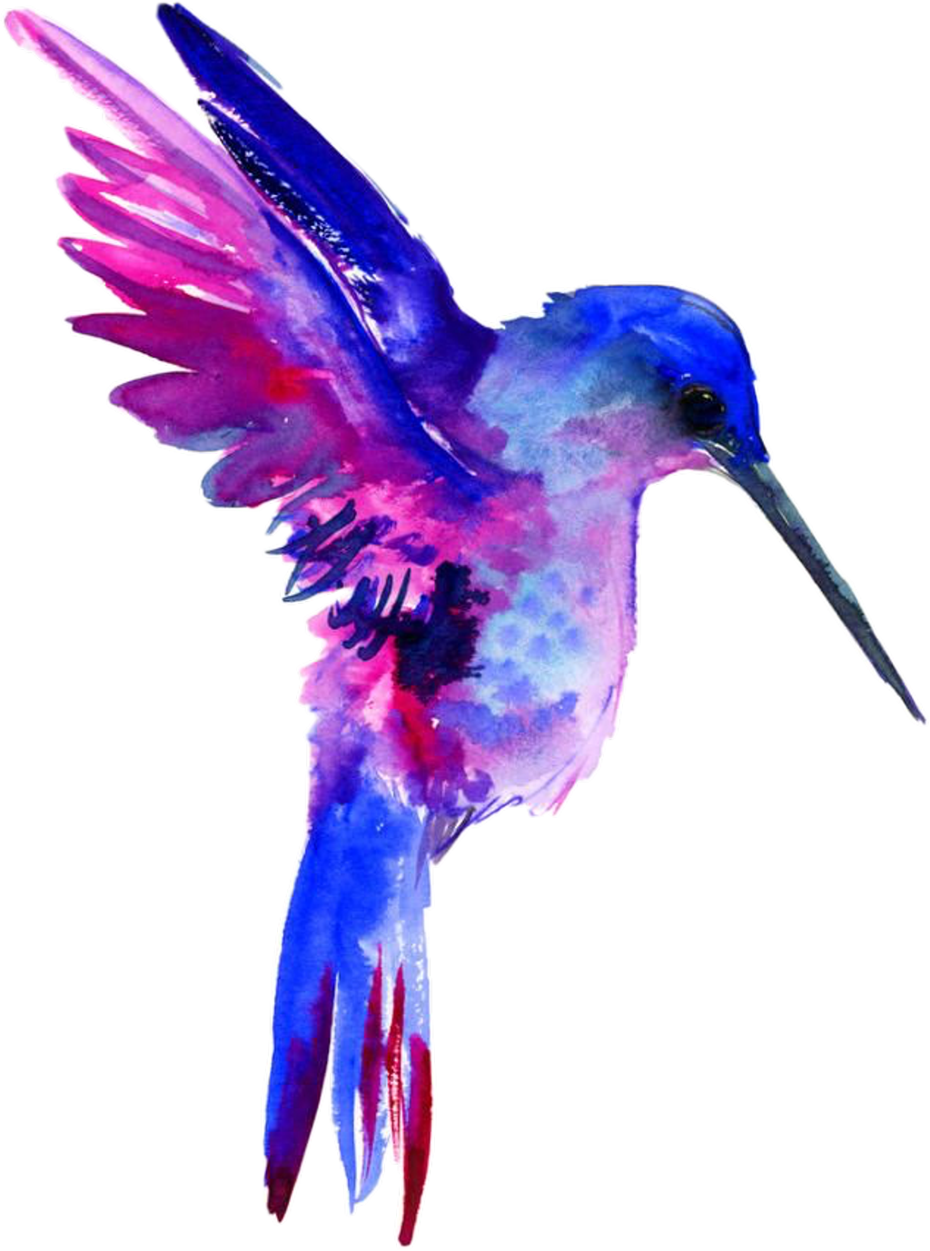 Watercolor Hummingbird Free Clipart HQ Transparent PNG Image