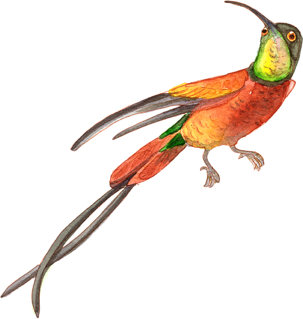 Watercolor Hummingbird Free Clipart HQ Transparent PNG Image