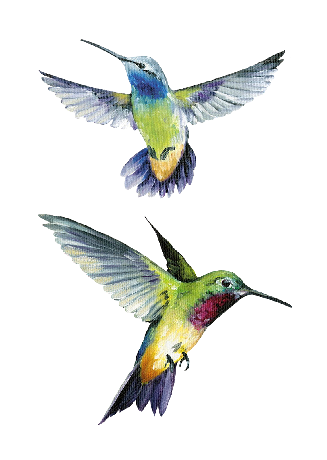 Watercolor Hummingbird Free HQ Image Transparent PNG Image