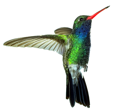 Hummingbird Transparent Transparent PNG Image