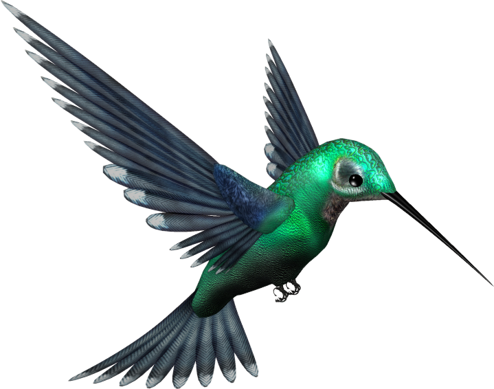 Hummingbird Free Download Png Transparent PNG Image