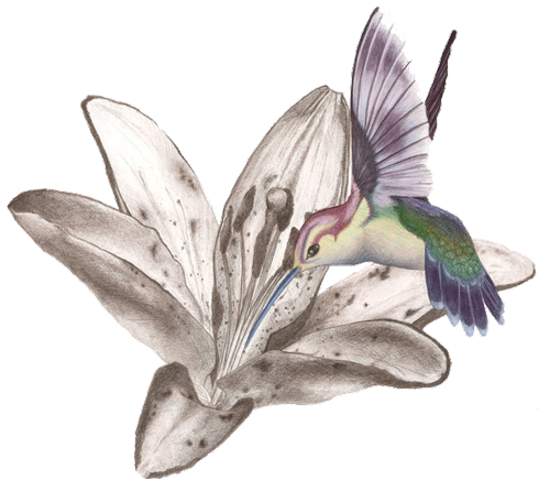 Hummingbird Tattoos Free Png Image Transparent PNG Image