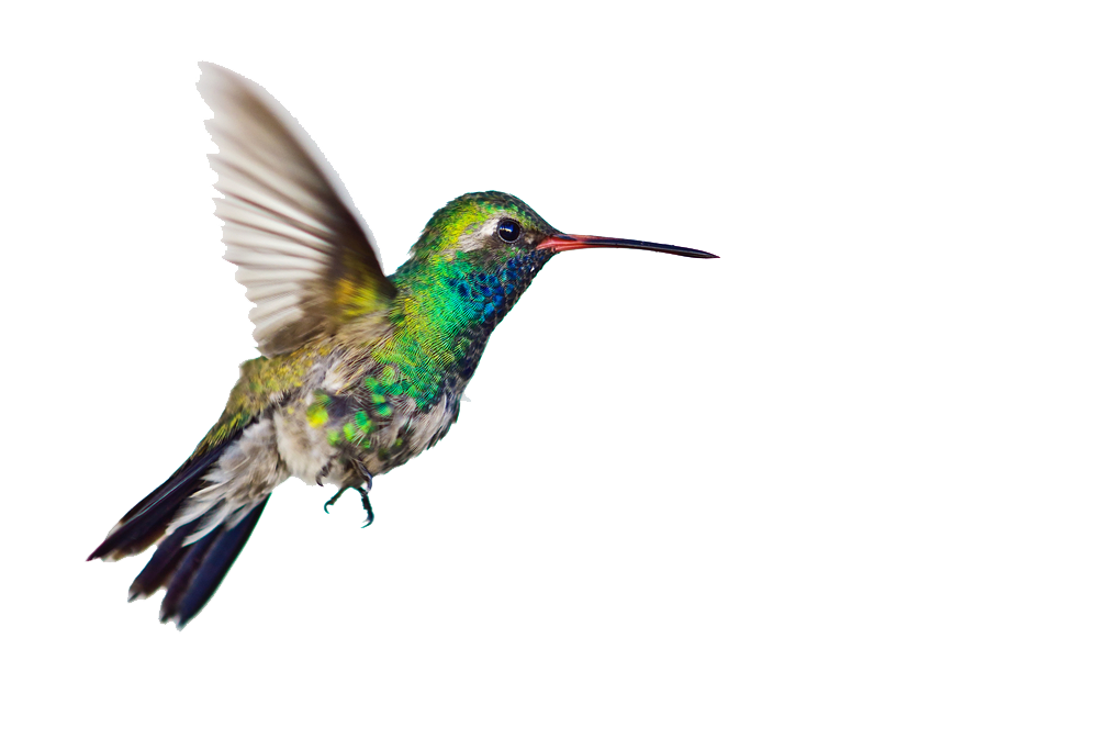 Hummingbird Png Clipart Transparent PNG Image