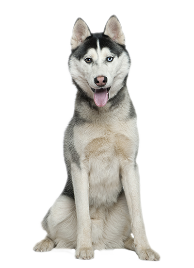 Husky File Transparent PNG Image