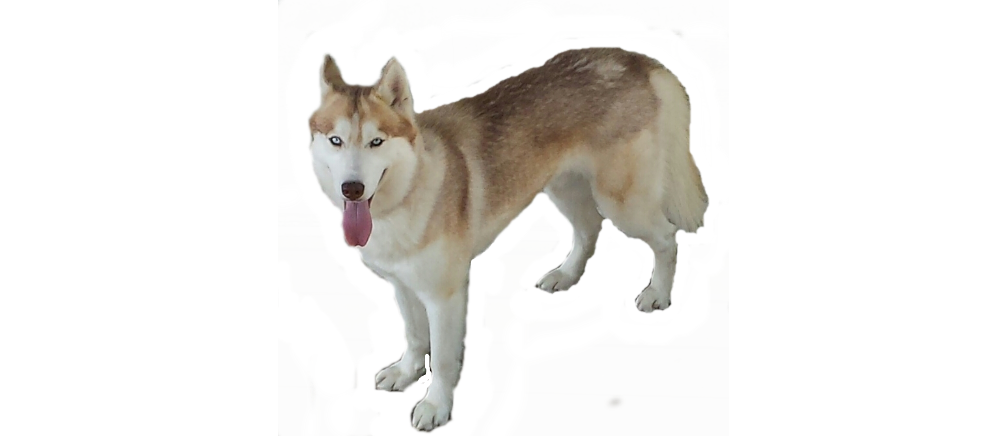 Husky Transparent Transparent PNG Image