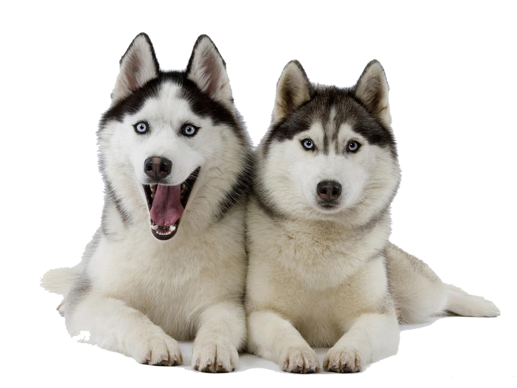 Husky Clipart Transparent PNG Image