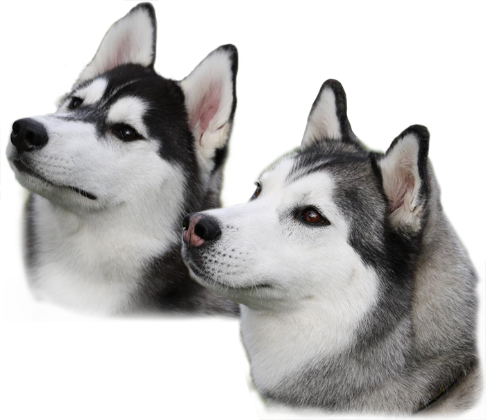 Husky Image Transparent PNG Image