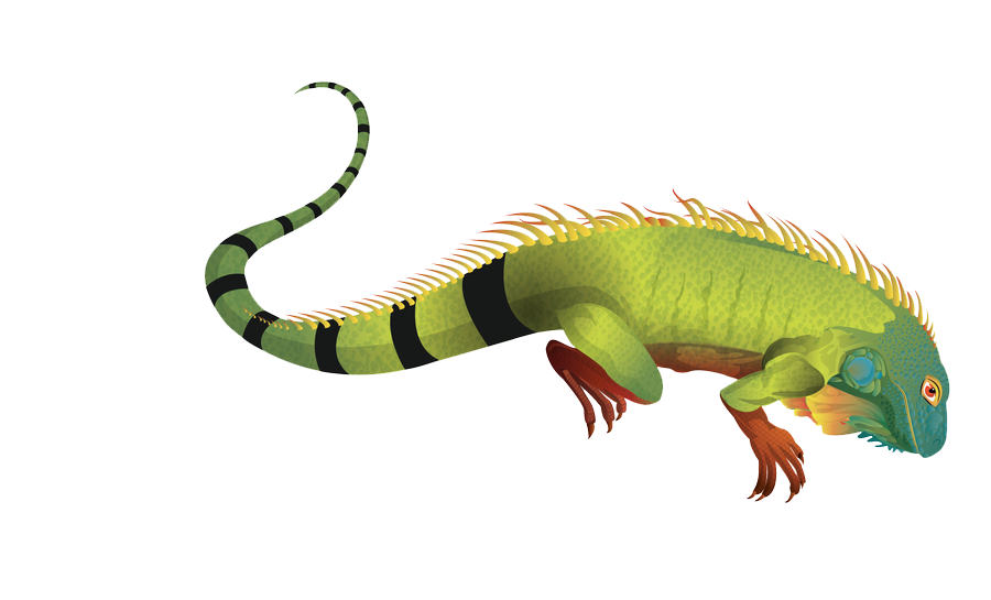 Iguana Transparent PNG Image