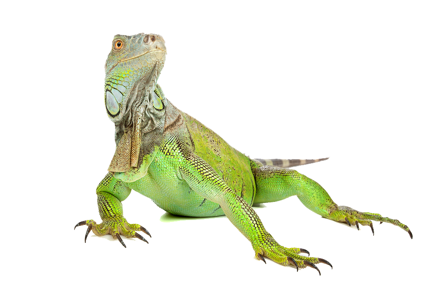 Iguana Image Transparent PNG Image