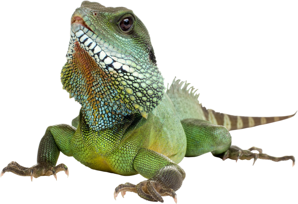 Iguana Transparent Background Transparent PNG Image