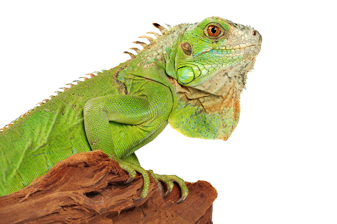 Iguana Photo Transparent PNG Image