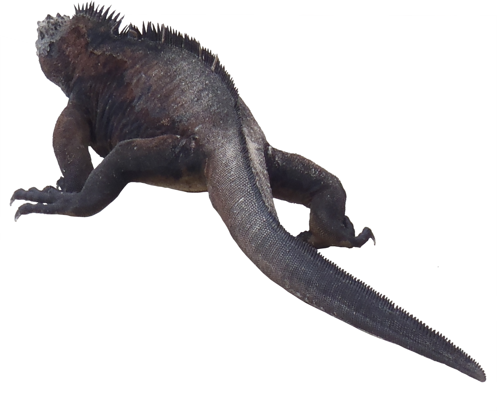 Iguana Transparent Transparent PNG Image