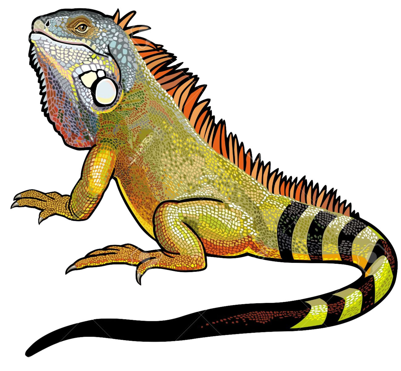 Iguana File Transparent PNG Image