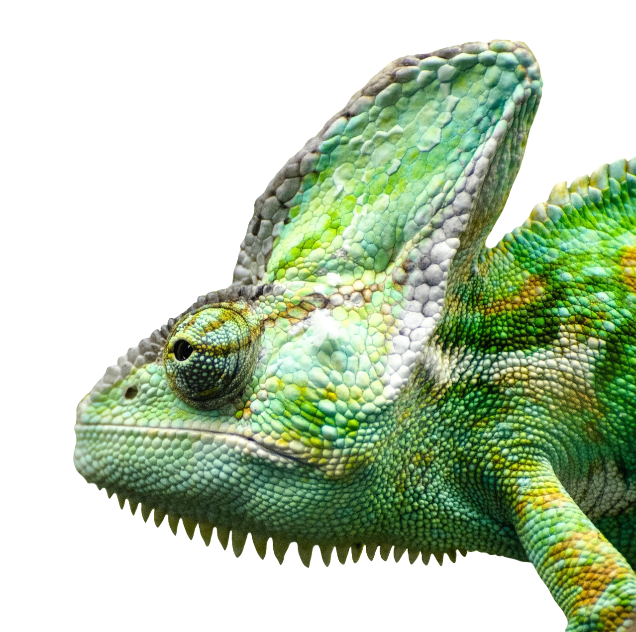 Iguana Free Download Transparent PNG Image