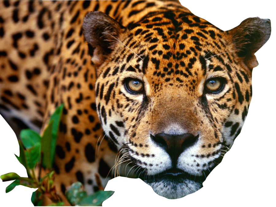 Jaguar Png Image Transparent PNG Image