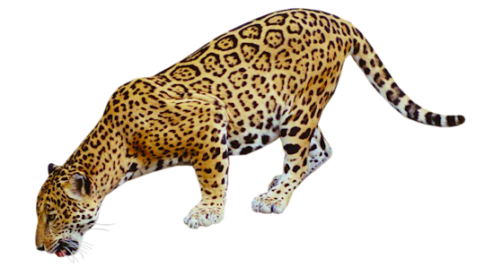 Jaguar Free Png Image Transparent PNG Image