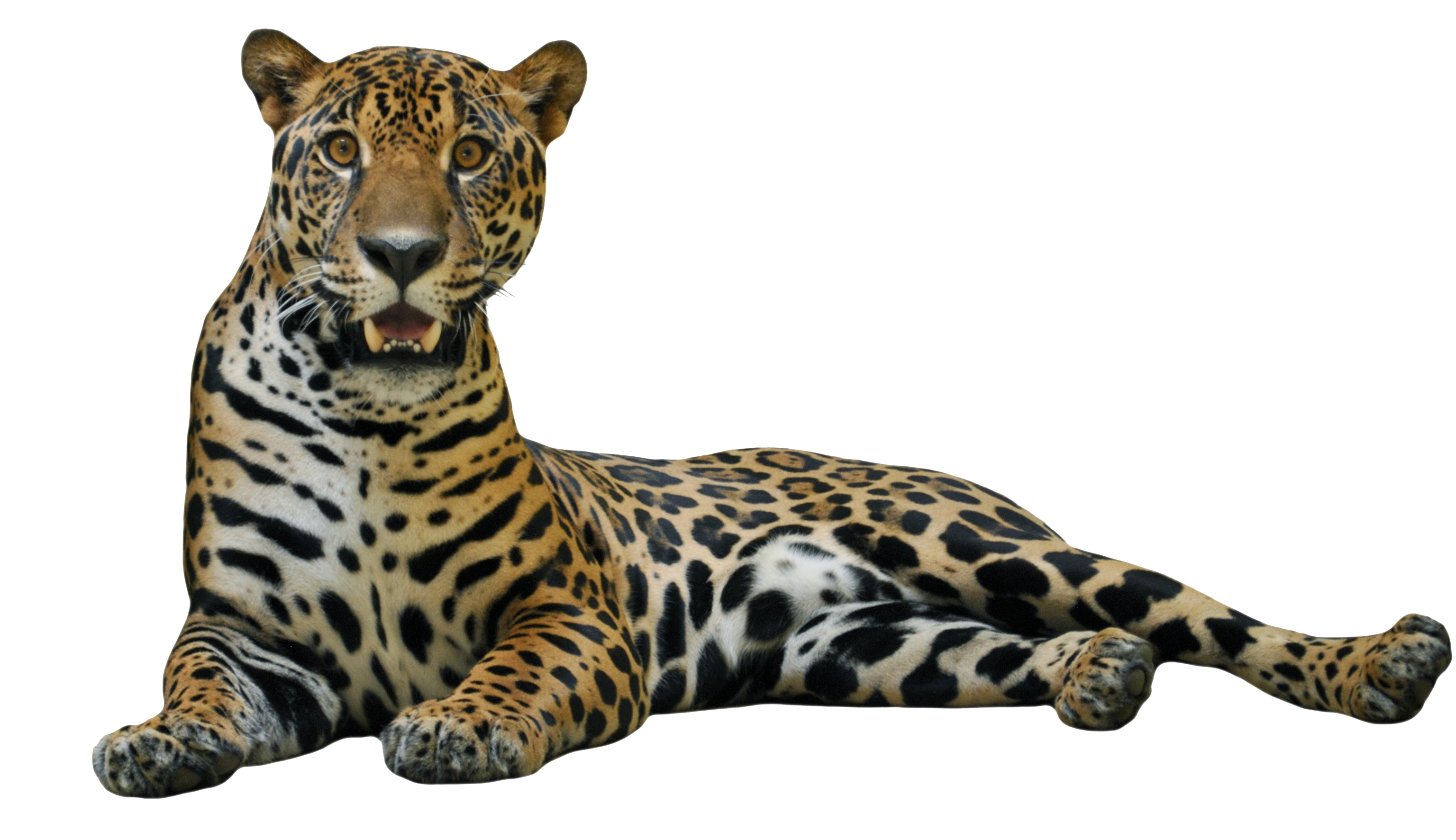 Jaguar Picture Transparent PNG Image