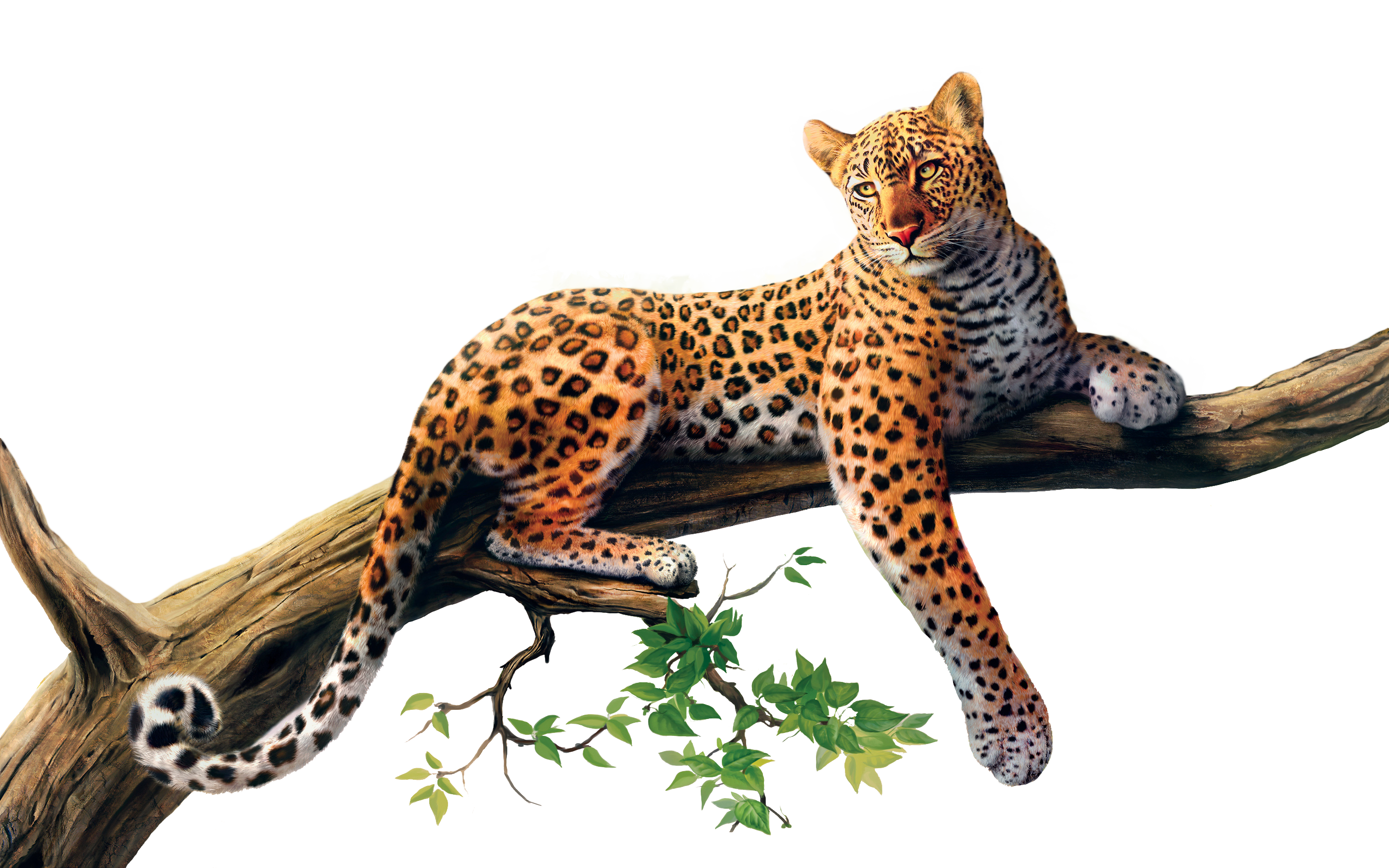 Jaguar Png Picture Transparent PNG Image